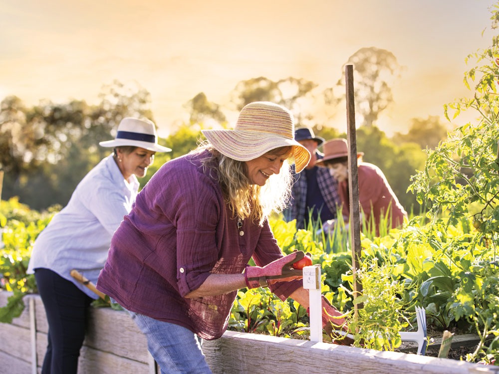 Your Ultimate Spring Veg Planting Guide For SEQ