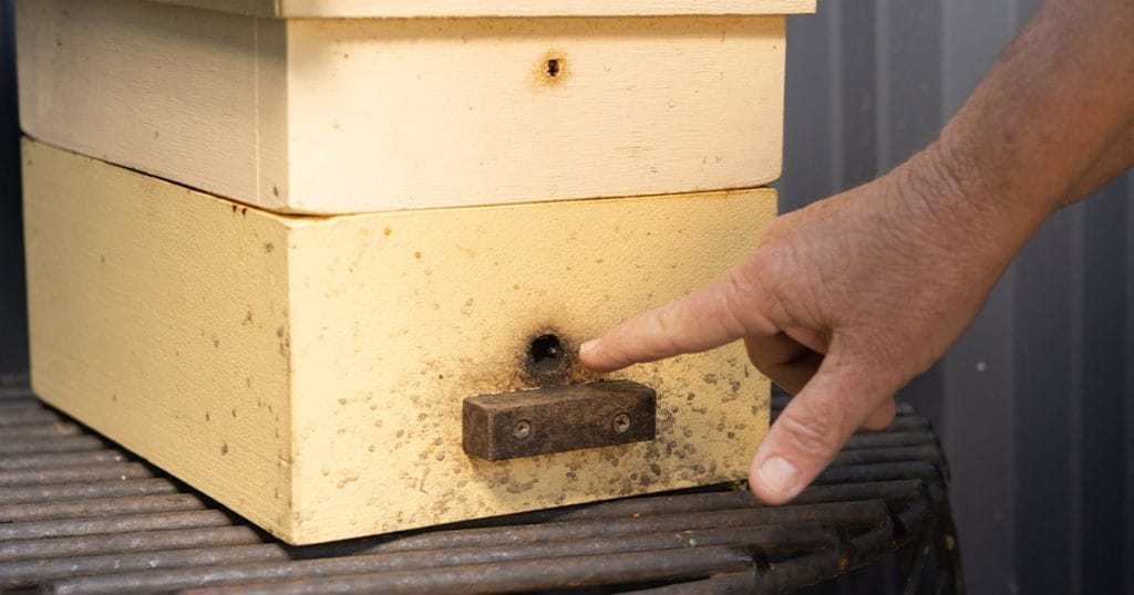 Hive of activity - Getting a buzz out of helping sugarbag bees thrive