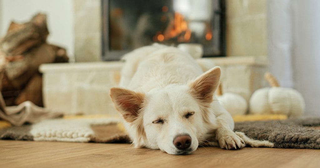 All the right moves - dogs