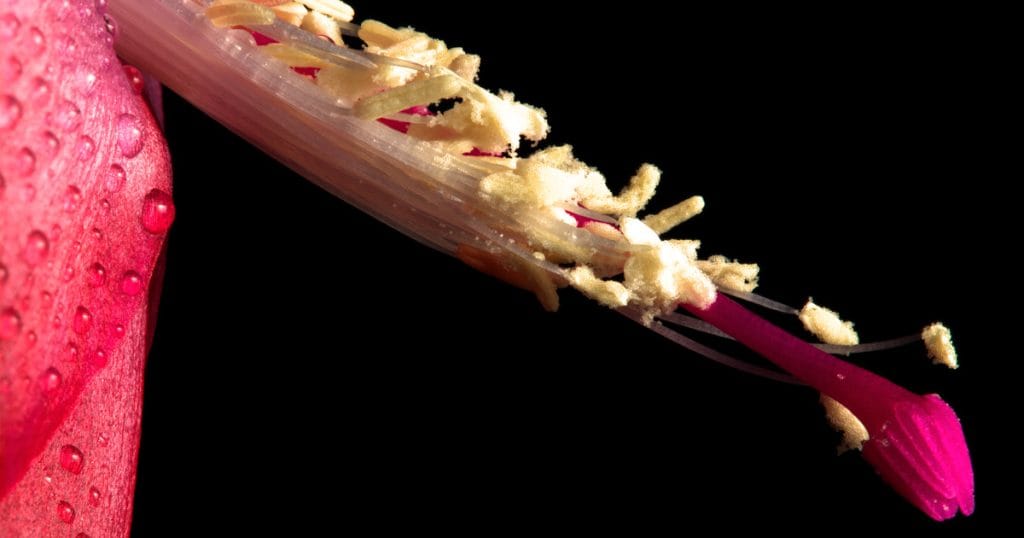 Close up and personal with macro photography