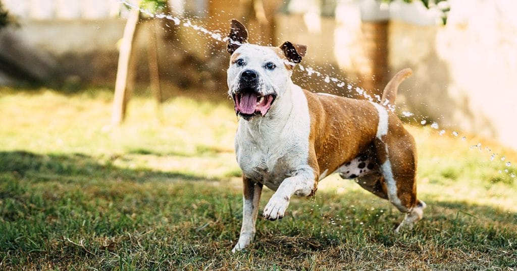 Amber by Living Gems nearby dog friendly areas