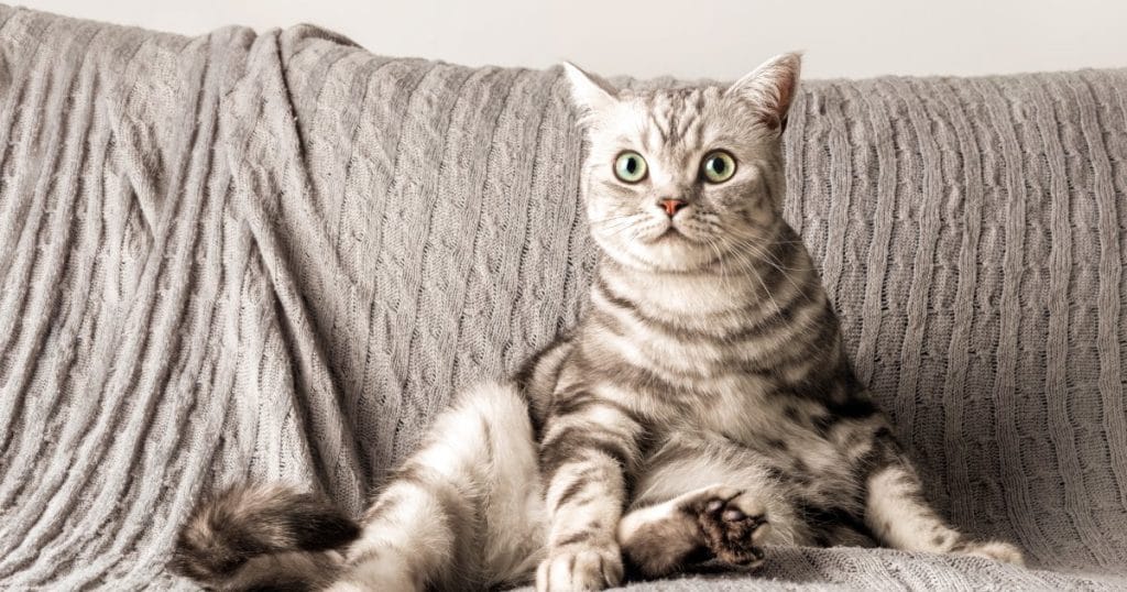 All the right moves - cats