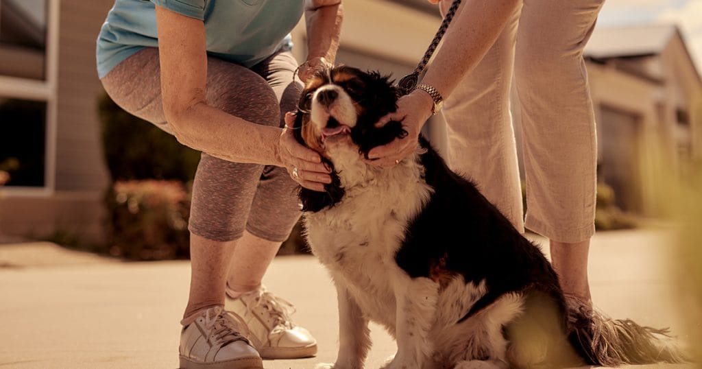 Welcoming your pets to Living Gems